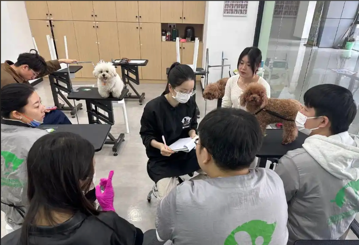 赤峰市宠物剪毛宠物美容培训学校 - 推荐